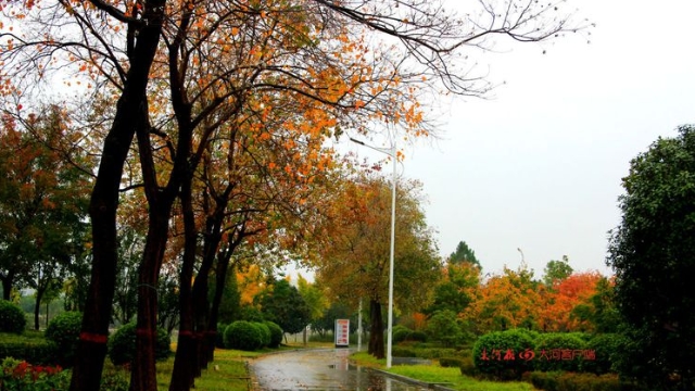 詩情畫意！秋冬之交一場雨 別樣周口落葉美