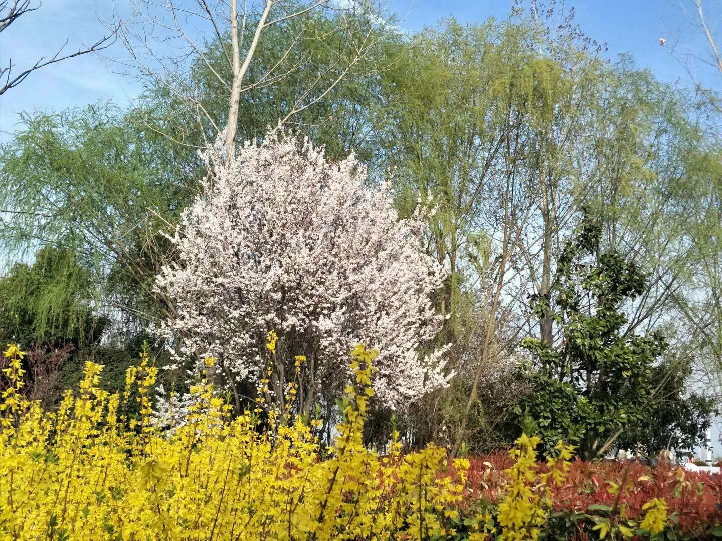 春天里，我們一起來(lái)看花
