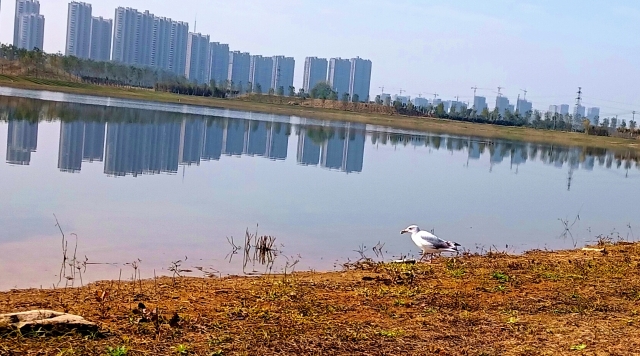 打造水生態(tài)城市，讓周口更宜居