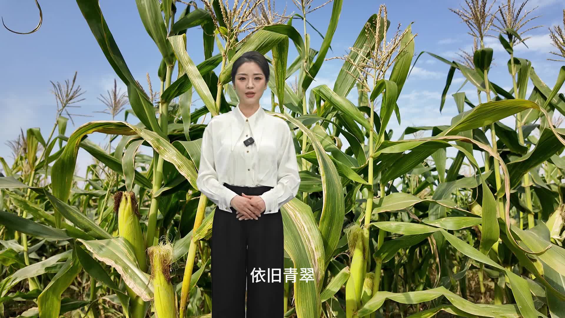 每年可以種三季，冬天成熟的玉米你見過嗎？