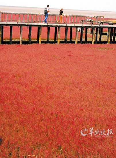 遼寧盤錦紅海灘，面積達(dá)9萬畝