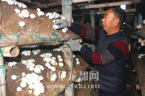 周口項城：食用菌種植基地內(nèi)，工人正在查看雙孢菇長勢
