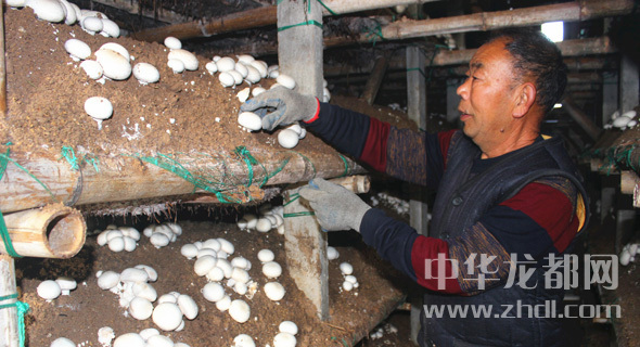 周口項城：食用菌種植基地內(nèi)，工人正在查看雙孢菇長勢